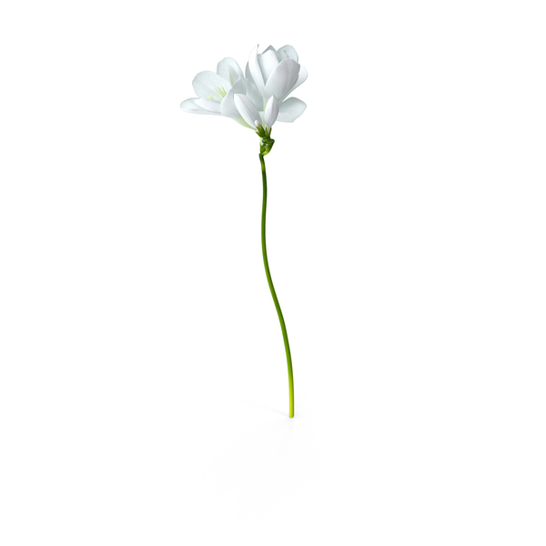 White Freesia Flower PNG & PSD Images