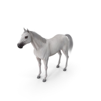 White Horse Fur PNG & PSD Images