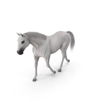 White Horse Gait Fur PNG & PSD Images