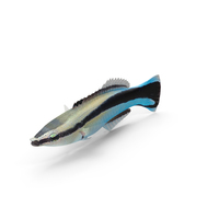 Cleaner Wrasse PNG & PSD Images