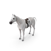 White Racehorse PNG & PSD Images