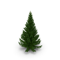 White Spruce Tree PNG & PSD Images