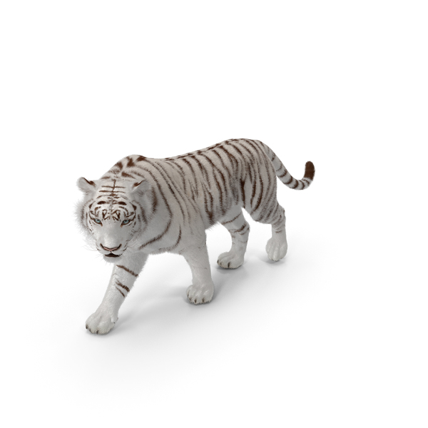 White Tiger Walkig Pose with Fur PNG & PSD Images
