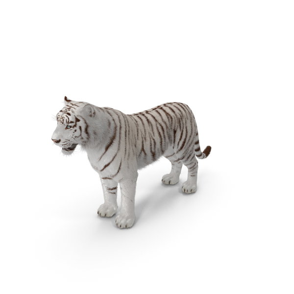 White Tiger PNG & PSD Images