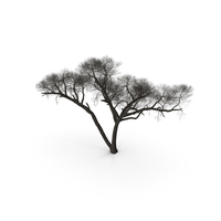 Winter Acacia Tree PNG & PSD Images