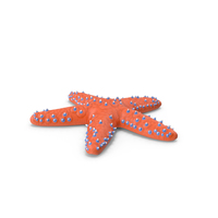 Knobby Starfish PNG & PSD Images