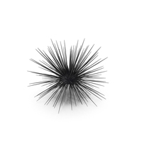 Sea Urchin PNG & PSD Images