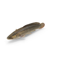 Bowfin PNG & PSD Images