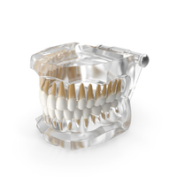 Transparent Dental Typodont Teeth Model PNG & PSD Images