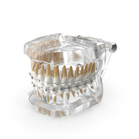 Transparent Dental Typodont Teeth Model With Braces PNG & PSD Images