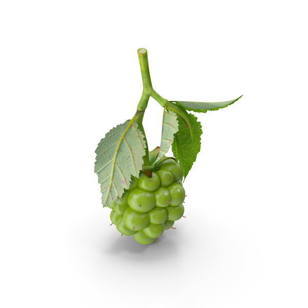 Unripe Green Blackberry with Leaves PNG & PSD Images