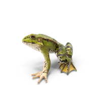 Frog Anatomy Left Side Colored PNG & PSD Images