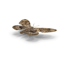 Owl Moth PNG & PSD Images