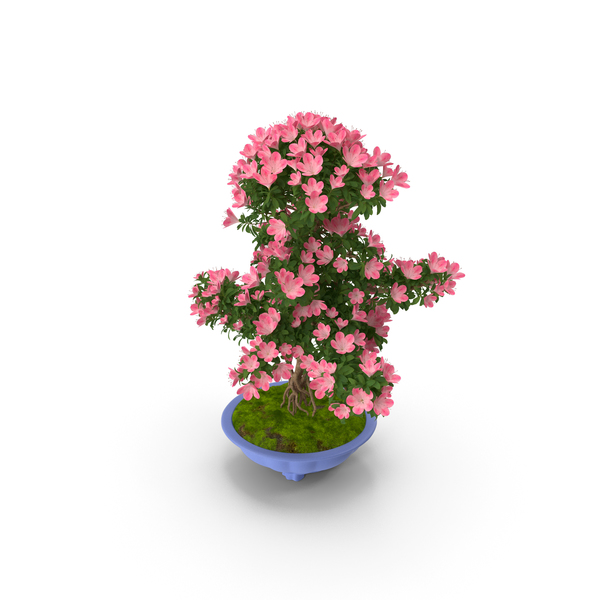 Green Bonsai Tree with Flowers in Pot PNG & PSD Images