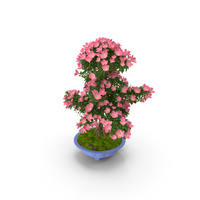 Green Bonsai Tree with Flowers in Pot PNG & PSD Images