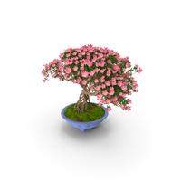 Miniature Bonsai Tree with Flowers in Pot PNG & PSD Images