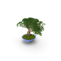 Small Bonsai Tree in Pot PNG & PSD Images