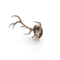 Red Deer Stag Antlers on a Wall Mount PNG & PSD Images