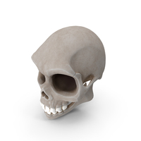 Stylized Cartoon Skull PNG & PSD Images