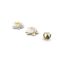 European White Water Lily Nymphaea Alba Set PNG & PSD Images