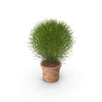 Green Spherical Shrub Pot Plant PNG & PSD Images
