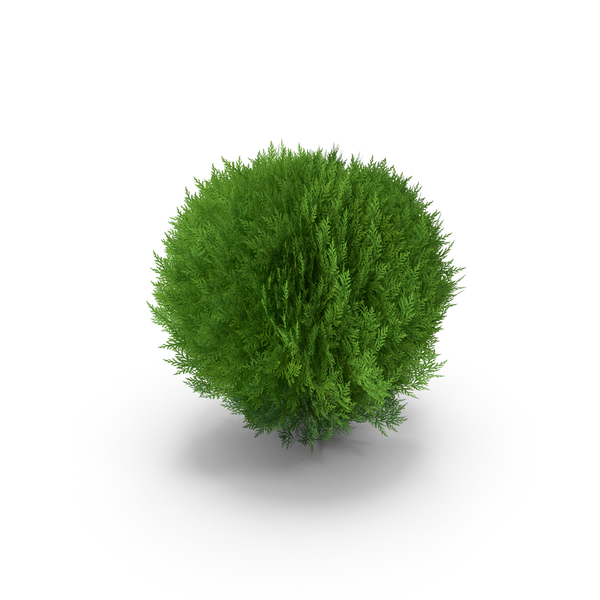 Platycladus Spherical Shrub PNG & PSD Images