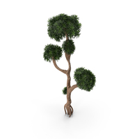 Podocarpus小型树PNG和PSD图像