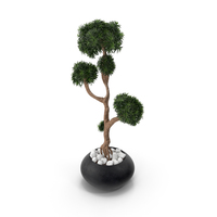 Podocarpus Small Tree in Pot PNG & PSD Images