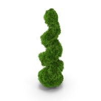 Twisted Chinese Arborvitae PNG & PSD Images