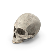 Skull PNG & PSD Images