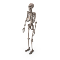 Skeleton PNG & PSD Images