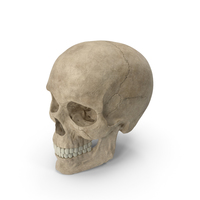 Male Skull PNG & PSD Images