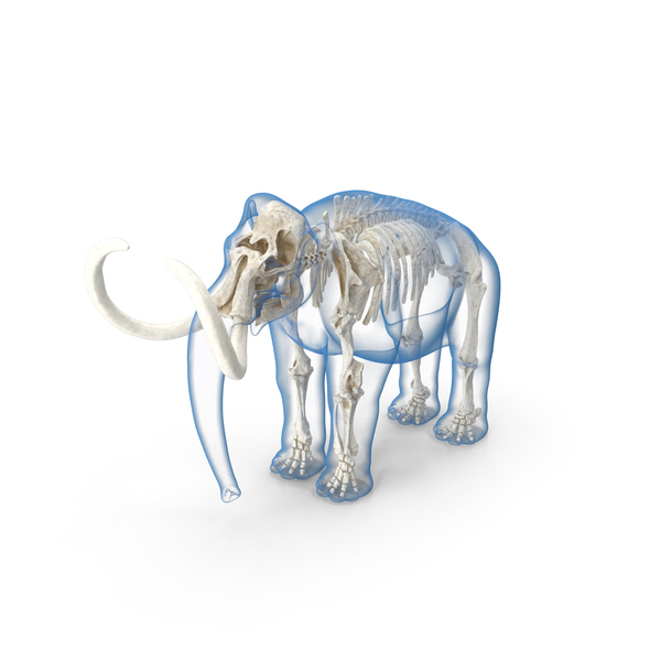 Adult Mammoth Clean Skeleton Shell PNG & PSD Images