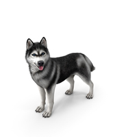 Siberian Husky Standing Pose PNG & PSD Images