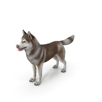 Siberian Husky Copper and White Fur PNG & PSD Images