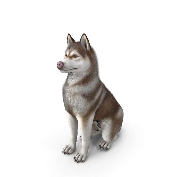 Copper and White Sitting Siberian Husky Fur PNG & PSD Images