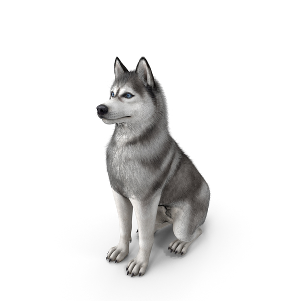 Gray and White Sitting Siberian Husky PNG & PSD Images