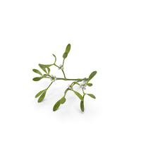 Mistletoe PNG & PSD Images
