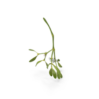 Mistletoe PNG & PSD Images