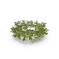 Mistletoe Wreath PNG & PSD Images