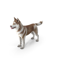 Husky Dog Copper and White Coat PNG & PSD Images