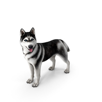 Siberian Husky Black Standing Pose PNG & PSD Images