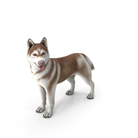 Copper Siberian Husky Standing Pose PNG & PSD Images