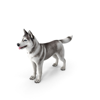 Siberian Husky Gray and White Coat PNG & PSD Images