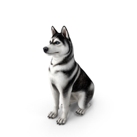 Sitting Husky Dog Black and White PNG & PSD Images