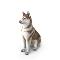 Sitting Siberian Husky Copper and White PNG & PSD Images