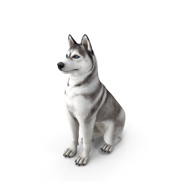 Gray and White Sitting Siberian Husky PNG & PSD Images