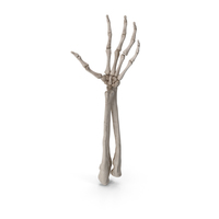 Skeleton Arm PNG & PSD Images