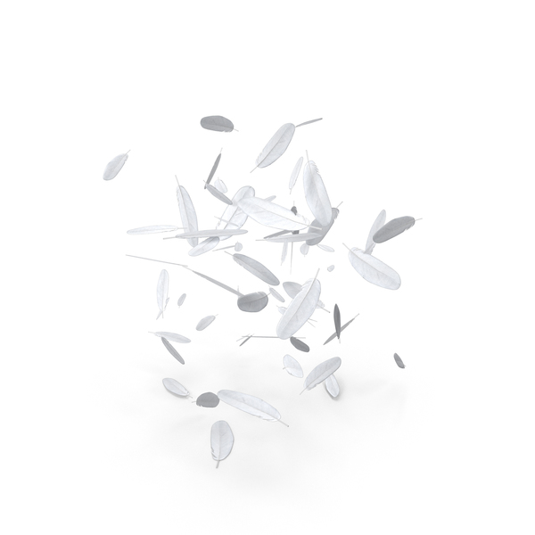 White Bird Feathers falling PNG & PSD Images