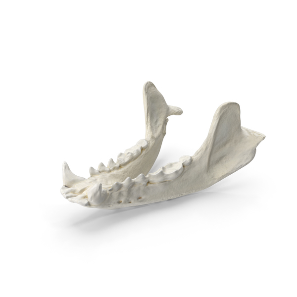 European Badger ( Meles Meles ) Jaw PNG & PSD Images